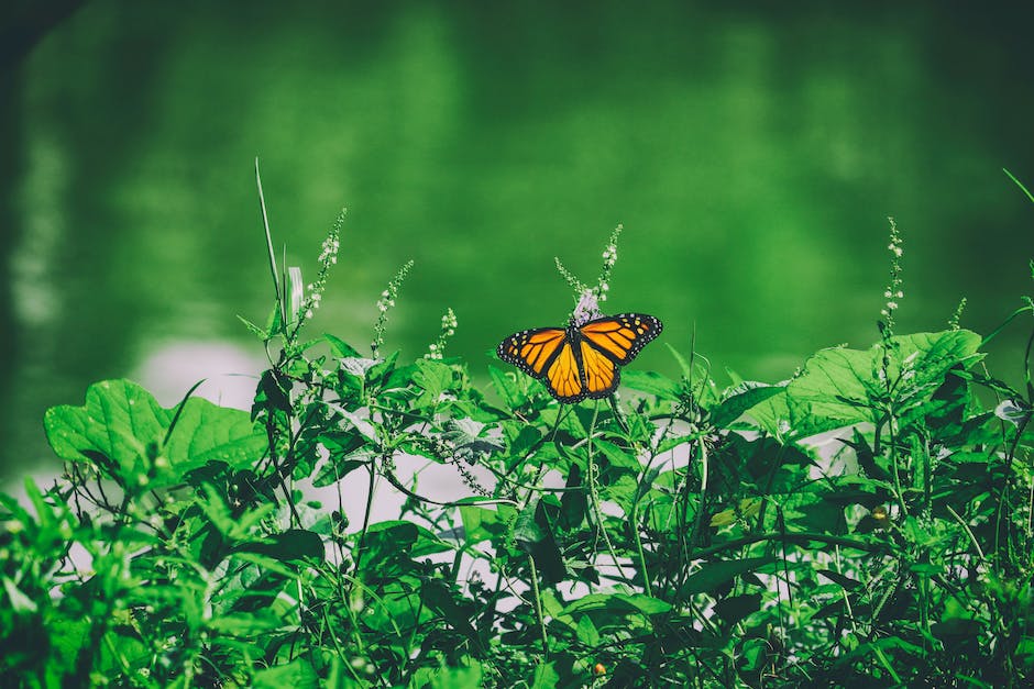  butterfly messer illegal erklärt