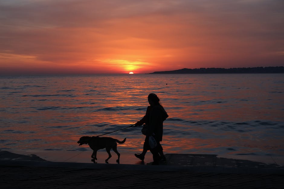 Fiebermessung beim Hund