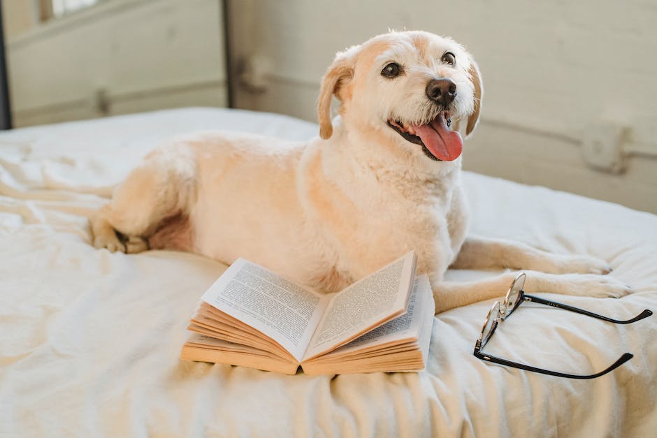  Wie misst man Fieber bei Hunden?